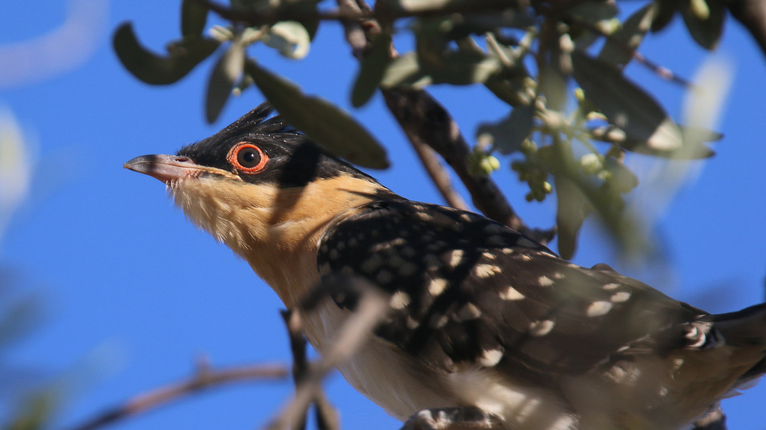 Great Spotted Cuckoo - Panagia Stazousa Church