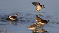 Wood Sandpiper, Larnaca Salt Lake, April 2015