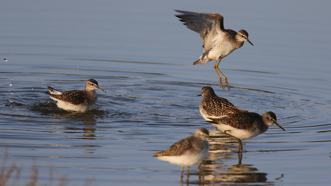 Wood Sandpiper, Larnaca Salt Lake, April 2015