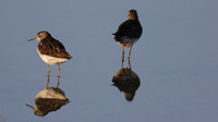 Wood Sandpiper, Larnaca Salt Lake, April 2015