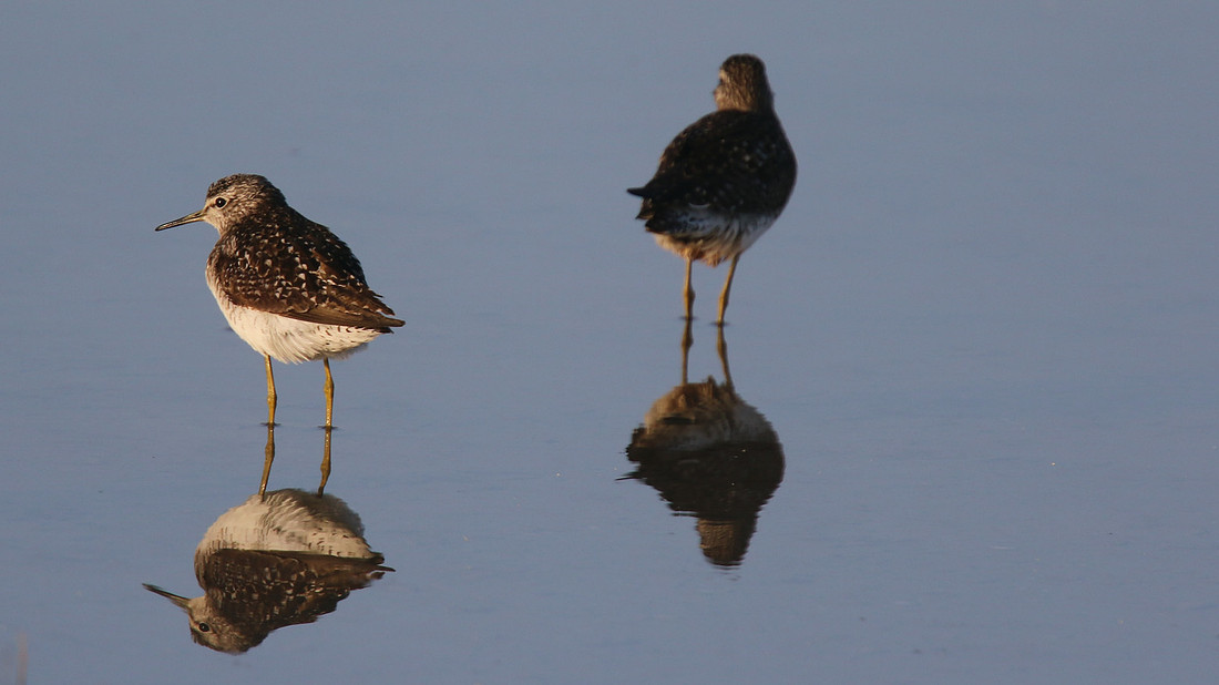 Wood Sandpiper, Larnaca Salt Lake, April 2015