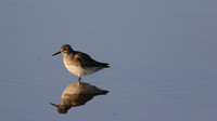Wood Sandpiper, Larnaca Salt Lake, April 2015