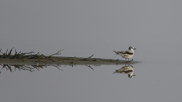Little Gull - Meneou Pools, April 2015