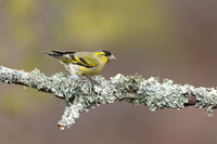 Siskin, Loch Morlich, Scotland, February, 2024