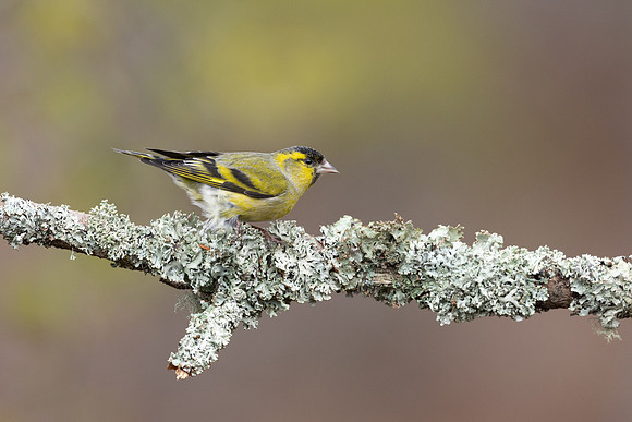 Siskin, Loch Morlich, Scotland, February, 2024