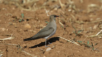Collared Pratincole, Larnaca, April 2015
