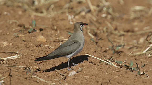 Collared Pratincole, Larnaca, April 2015