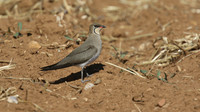 Collared Pratincole, Larnaca, April 2015
