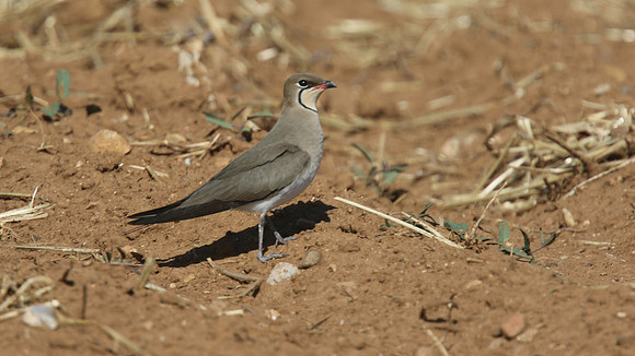 Collared Pratincole, Larnaca, April 2015