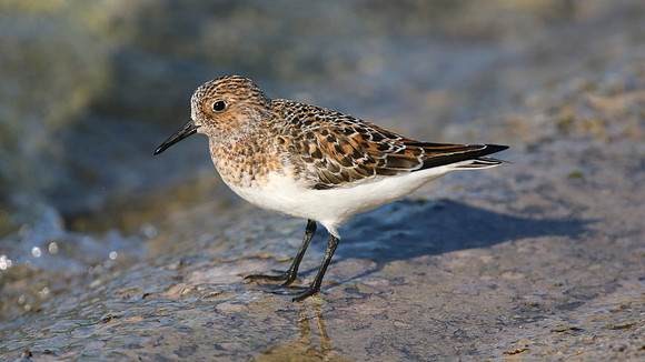 Sanderling, Farmoor, May 2015.