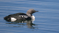 Black-throated Diver