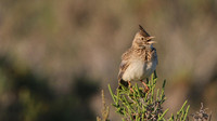 Crested Lark, Larnaka, April 2015