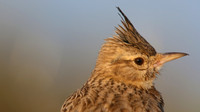 Crested Lark, Larnaka, April 2015