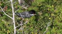 Cyprus Warbler, Cape Greco, April 2015
