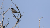 Cyprus Warbler, Cape Greco, April 2015