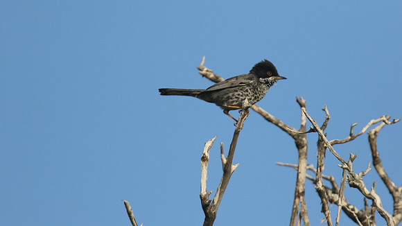 Cyprus Warbler, Cape Greco, April 2015