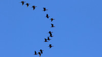 Glossy Ibis, Larnaca, April 2015.