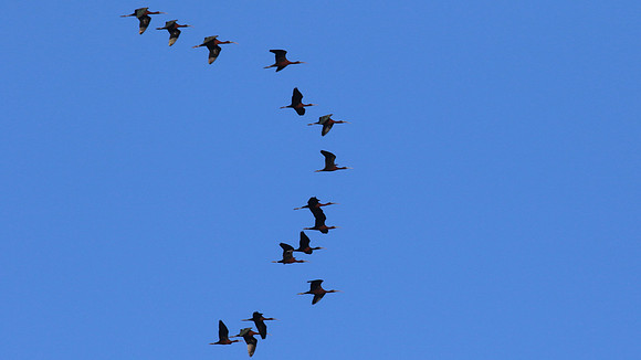 Glossy Ibis, Larnaca, April 2015.