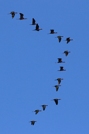 Glossy Ibis, Larnaca, April 2015
