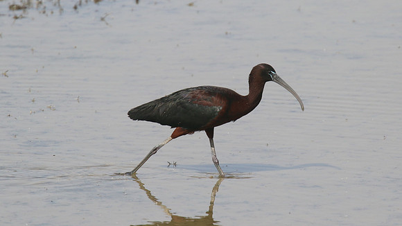 Glossy Ibis, Oroklini, April 2015