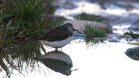 Green Sandpiper, Agia Varvana, April 2015