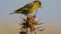 Greenfinch, Larnaca, April 2015.