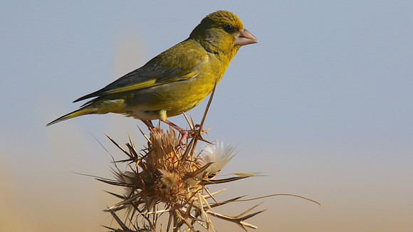 Greenfinch, Larnaca, April 2015