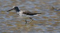Greenshank