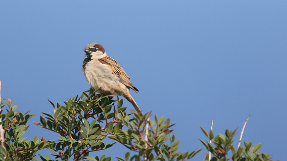 House Sparrow, Larnaca, April 2015