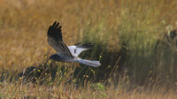 Montague's Harrier, Anarita Park, April 2015