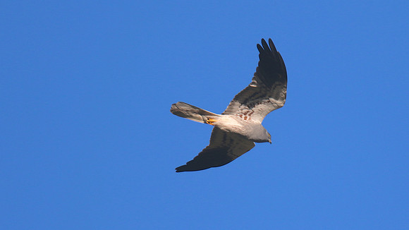 Montague's Harrier, Anarita Park, April 2015