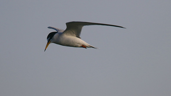 Little Tern, Oroklini, April 2015.