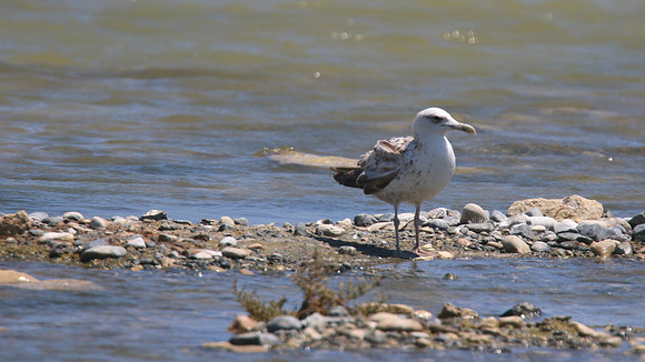 Caspian Gull, Lady's Mile, April 2015.