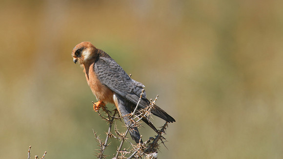 Red-footed Falcon, Anarita Park, April 2015.