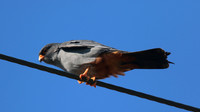 Red-footed Falcon