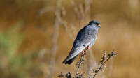 Red-footed Falcon, Anarita Park, April 2015