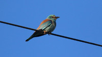 Roller, Anarita Park, April 2015