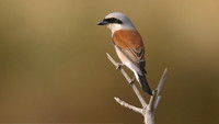 Red-backed Shrike, Larnaca Salt Lake, April 2015