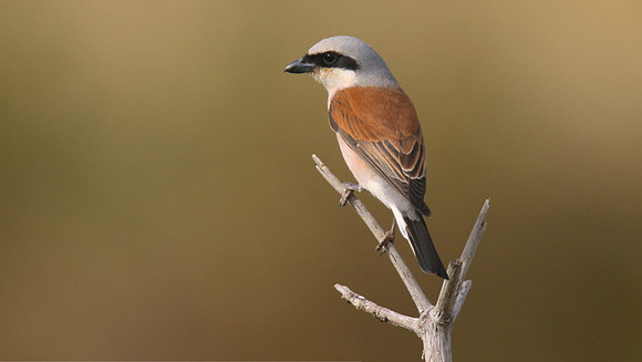 Red-backed Shrike, Larnaca Salt Lake, April 2015