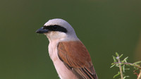 Red-backed Shrike, Larnaca Salt Lake, April 2015