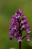 Lady x Monkey Orchid, Hartslock, June 2025