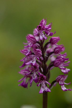 Lady x Monkey Orchid, Hartslock, June 2025