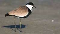 Spur Winged Plover, Spiro's Pools, Larnaca April 2015