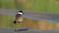 Spur Winged Plover, Spiro's Pools, Larnaca April 2015