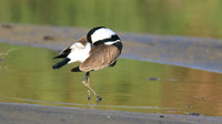 Spur Winged Plover, Spiro's Pools, Larnaca April 2015