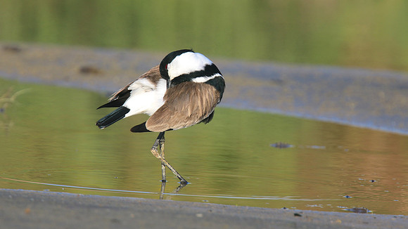 Spur Winged Plover, Spiro's Pools, Larnaca April 2015