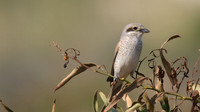 Red-backed Shrike, (female) Cape Greco, April 2015.