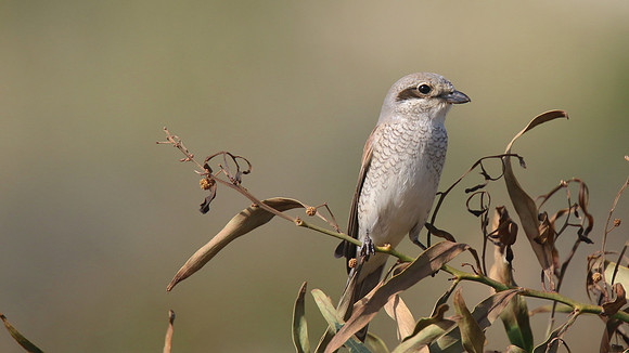 Red-backed Shrike, (female) Cape Greco, April 2015.