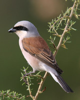 Red-backed Shrike, Larnaca Salt Lake, April 2015