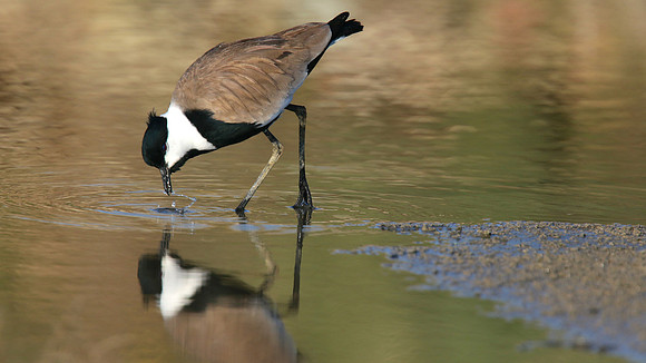 Spur Winged Plover, Spiro's Pools, Larnaca April 2015